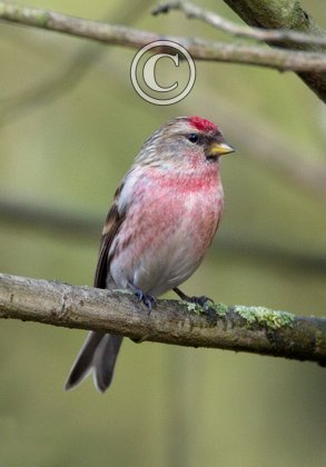 Male Redpoll 2